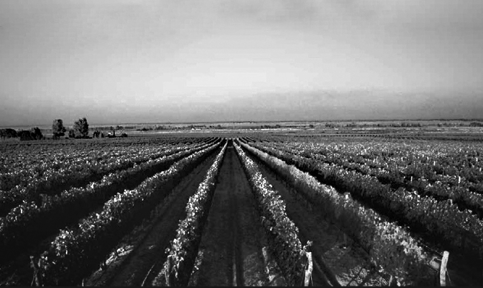Finca Propia - Imagen 4